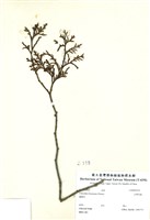 藏品(臺灣肖楠)的圖片